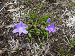 雪解け後の芝生斜面に咲くチオノドクサの様子1