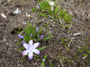 雪解け後の芝生斜面に咲くチオノドクサの様子2