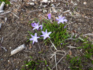雪解け後の芝生斜面に咲くチオノドクサの様子3