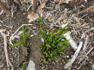 雪解け後の芝生斜面に咲くチオノドクサの様子4