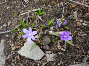 雪解け後の芝生斜面に咲くチオノドクサの様子5