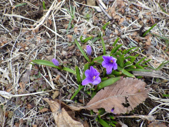 「チオノドクサが咲き始めました」の画像