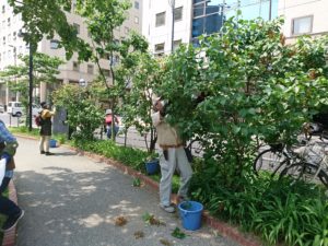 6月9日の植物ボランティアの活動の写真