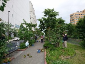 6月23日の植物ボランティアの活動の写真