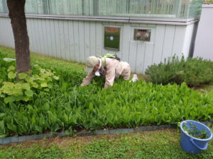 6月17日のお助け隊の活動の写真