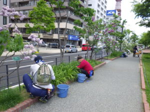 6月2日の植物ボランティアの活動の写真