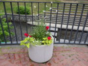 狸二条広場のコンテナに植えられた花の写真