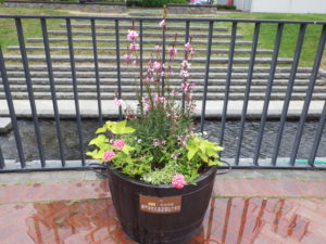 吉田学園の寄贈による狸二条広場の樽型コンテナに植えられた花の写真