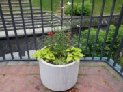 狸二条広場のコンテナに植えられた花の写真