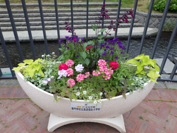 「コンテナに吉田学園さんご寄付の花を植え込みました」の画像