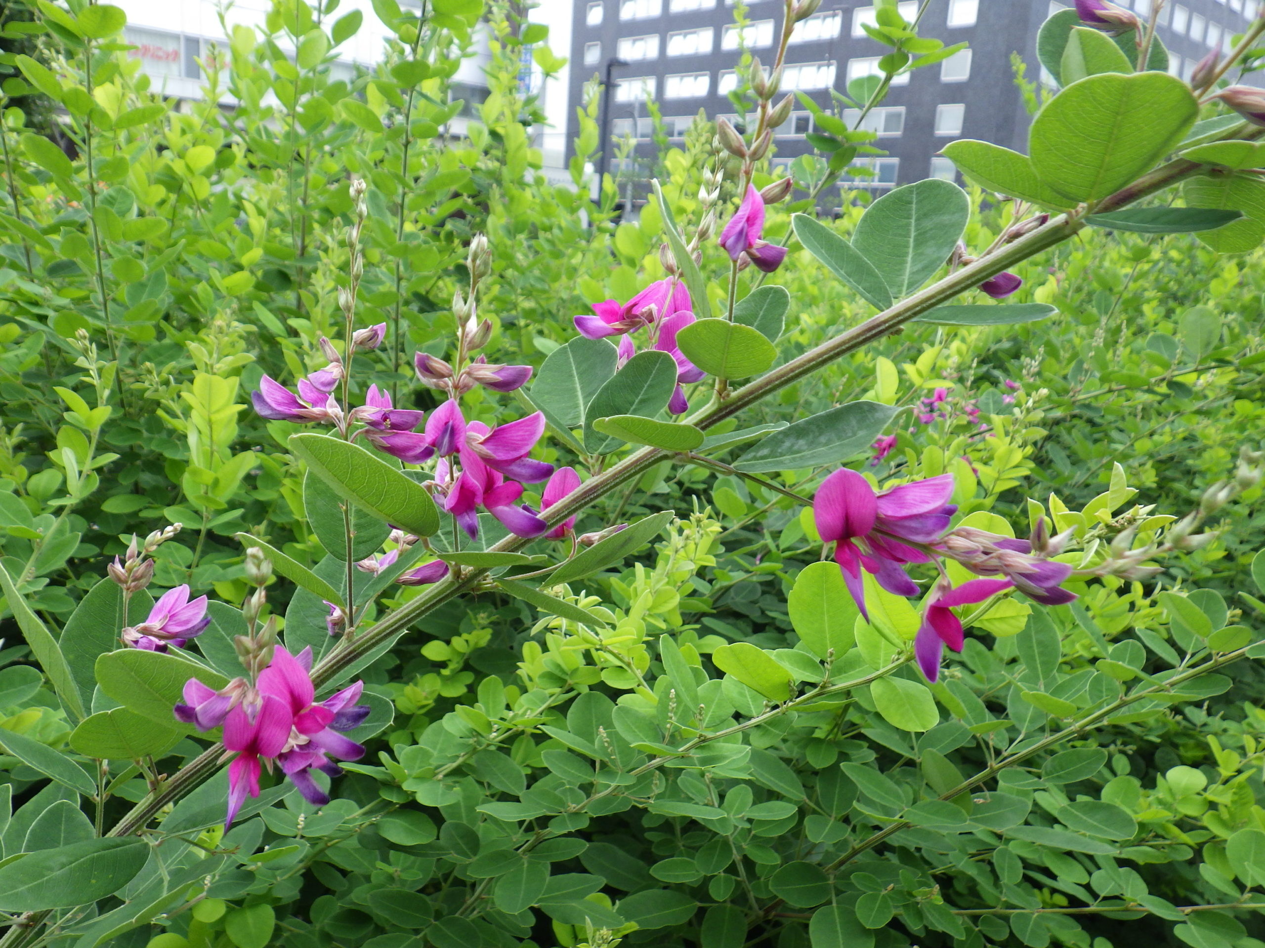 ハギの花が少し咲き始めています 創成川公園