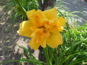 ヘメロカリスのイエローペチコーツの花