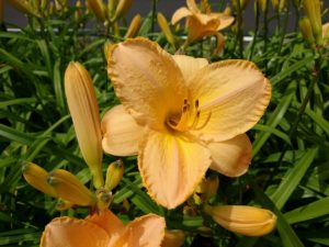 公園内に咲くヘメロカリス「エッチドインゴールド」の花