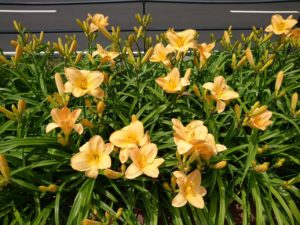 公園内のヘメロカリス「エッチドインゴールド」の花壇