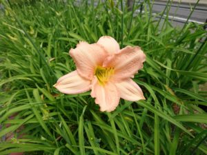 公園内に咲くヘメロカリス「エドナスポルディング」の花