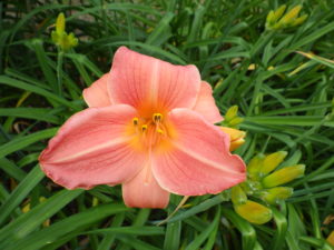 園内に咲くヘメロカリスのオーチャードスプライトの花