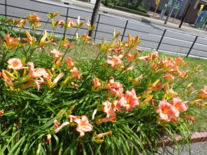 ヘメロカリスのオーチャードスプライトの花壇の花がらを摘む前の写真