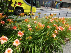 ヘメロカリスのオーチャードスプライトの花壇の花がらを摘んだ後の写真