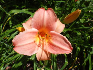 ヘメロカリスのオーチャードスプライトの花