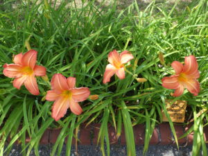 ヘメロカリスのジャスパーデビルの花壇