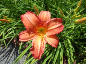 ヘメロカリスのジャスパーデビルの花