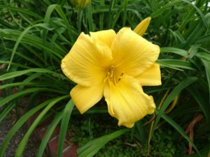 公園内に咲くヘメロカリス「ステラデオロ」の花