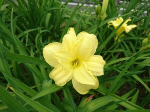 公園内に咲くヘメロカリス「ダブルキューティ」の花