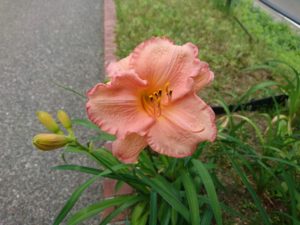 公園内に咲くヘメロカリス「ダンシングシバ」の花