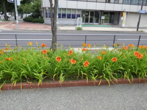 園内に咲くヘメロカリスのデュークオブダーハムの花壇