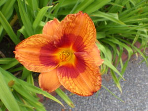 園内に咲くヘメロカリスのデュークオブダーハムの花