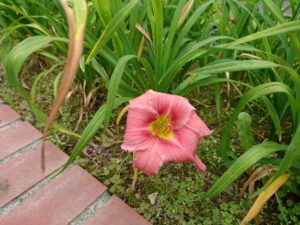 公園内に咲くヘメロカリス「トゥーシーローズ」の花