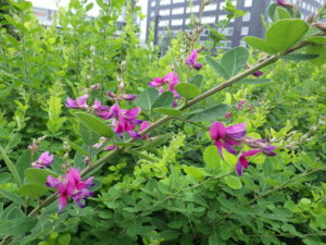 紫のミヤギノハギの花が咲く様子