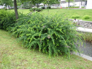 南1条のミヤギノハギ