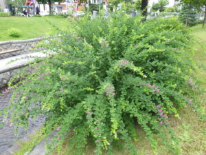 南1条のミヤギノハギ