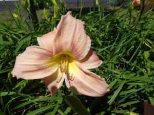 園内に咲くヘメロカリスの花ホットトゥデイの