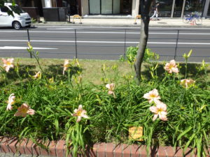 園内に咲くヘメロカリスのホットトゥデイの花壇