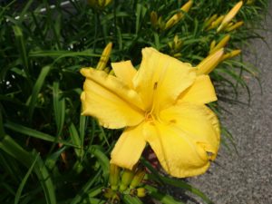 公園内に咲くヘメロカリス「マリートッド」の花