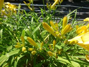 園内に咲くヘメロカリスのマリートッドのつぼみ