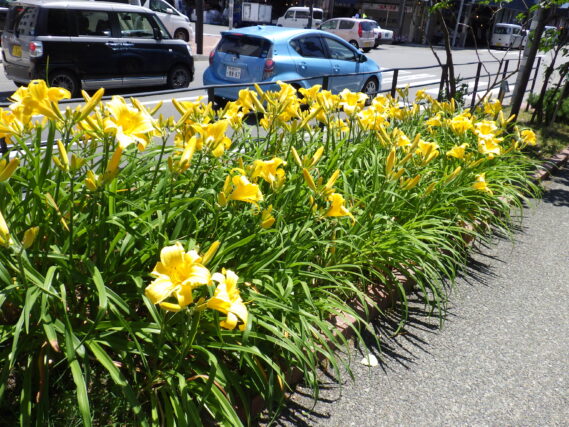 「ヘメロカリスが次々に開花しています」の画像