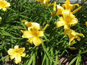 園内に咲くヘメロカリスのマリートッド