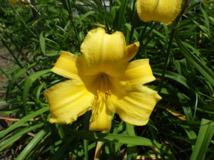 ヘメロカリスのマリートッドの花