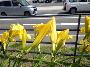 ヘメロカリスのマリートッドのつぼみ