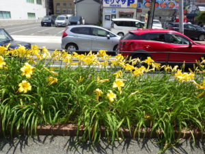 ヘメロカリスのマリートッドの花壇の花がらを摘む前の写真