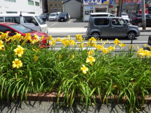 ヘメロカリスのマリートッドの花壇の花がらを摘んだ後の写真