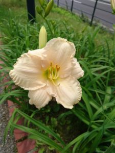 公園内に咲くヘメロカリス「ララバイベイビー」の花