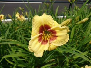 公園内に咲くヘメロカリス「リトルビックマン」の花