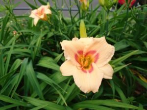 公園内に咲くヘメロカリス「レッドアイ」の花