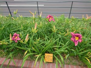 公園内のヘメロカリス「ロシアンラプソディー」の花壇