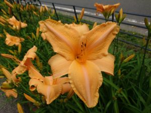 公園内に咲くヘメロカリス「夕張岳」の花