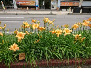公園内のヘメロカリス「夕張岳」の花壇
